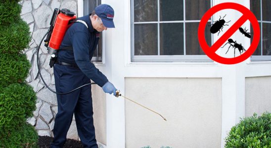 Güney Uçan Haşere İlaçlama böcek ilaçlama ve haşere kontrolü — ilaclama-tr.com